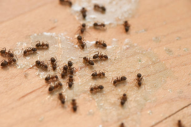 Best Wasp Removal Services  in Coats Bend, AL